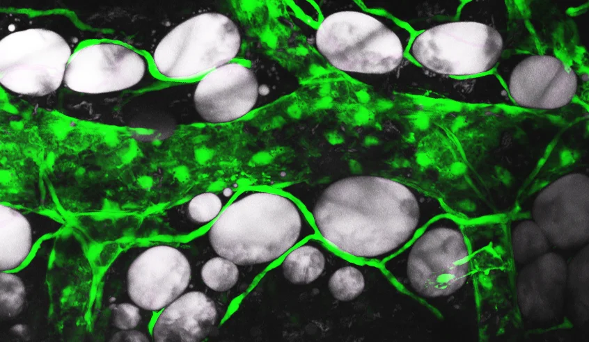 Zebrafish lipid droplets and endothelial cells. Credit: James Minchin.